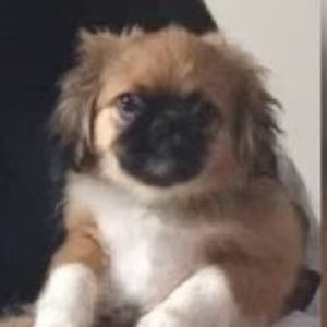 Meet your Posher, Raengel